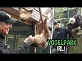 Faultiere fttern  von vogel gebissen  live aus dem vogelpark ft giggsen  montanablack irl