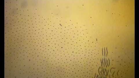 Self-assembling magnetic "snakes"