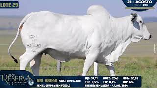 LOTE 29   GRI B8040