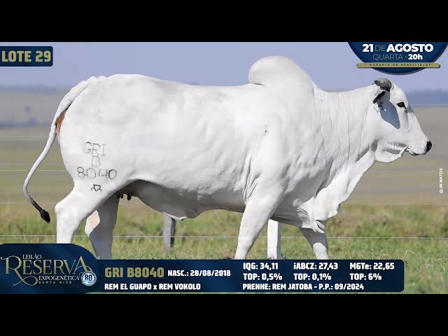 LOTE 29   GRI B8040