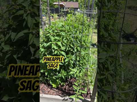 วีดีโอ: สับปะรด Sage Plant - วิธีดูแลสับปะรด Sage