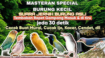 MASTERAN TERBARU TEMBAKAN BURUNG KECIL | VIDEO BURUNG ASLI‼️ KENARI, SOGON, LOVEBIRD, CIBLEK, DLL