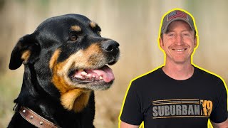 How to Prevent Aggression When Training Your Rottweiler! by Suburban K9 Dog Training 2,331 views 5 months ago 4 minutes, 57 seconds