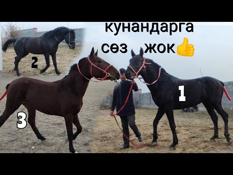 Video: Корккондон же сүйүүдөн иш кыл