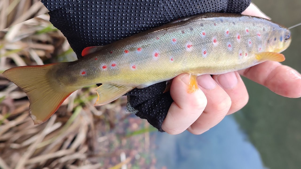 Pecanje Pastrmke Zimi - Otvaranje Sezone na Grzi