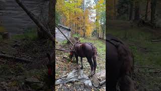 українські пісні #hit2025 #horse #mountains #новамузика #automobile #nature #snow #winter #природа