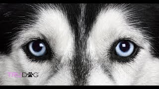 The 5 Most Common Eye Problems in Dogs