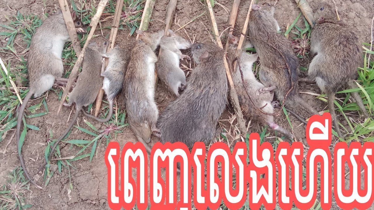 ព្រឹកនេះពេញលេងហើយជាប់ច្រើន(កណ្ដុរធម្មជាតិ)