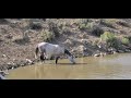 Sand Wash Basin Wild Horses at water 3