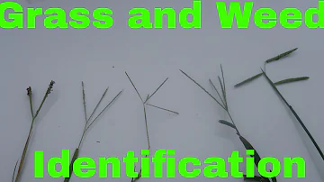 Is crabgrass the same as Bermuda grass?