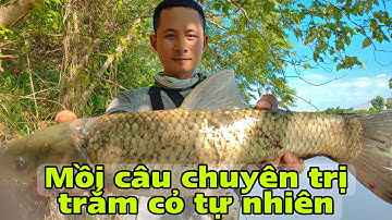 Câu cá trắm cỏ tự nhiên bằng mồi quả dướng giật cá sướng tay | Tê Ta Vlog