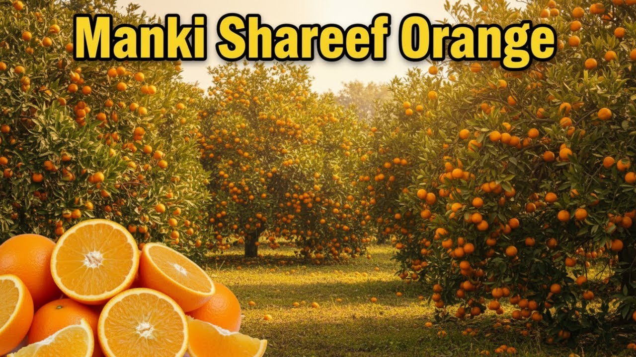 Manki Sharif Orange Orchard Visit 🍊 | Hidden Gem of KPK | Travel with Fakhr