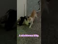 A mischievous kitty.#catmoments #cat #catlife #funny #funnycat #naughtypets #pets #catshorts