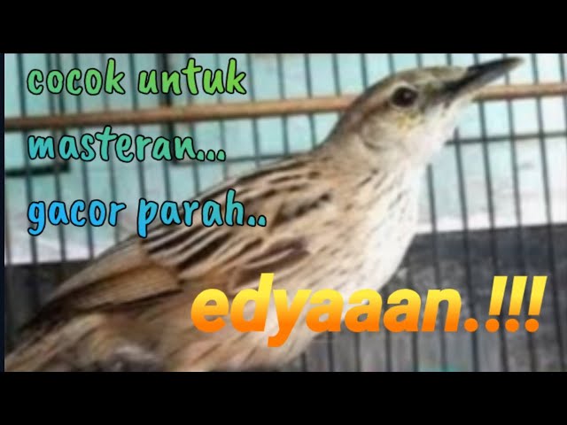 suara burung cica koreng jawa class=