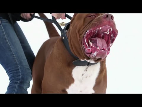 Video: Airedale Terrier It Zoti Hipoallergen, Sog'liq Va Umr Ko'rish Muddati
