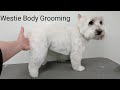 Westie Body Grooming Summer Clip