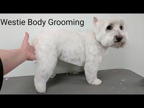 best dog grooming clippers for westies