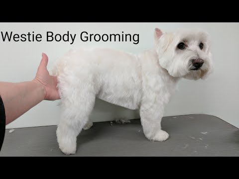 west highland terrier grooming guide