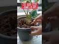 How To Use Vermicompost For Potted Plants Love Fr Gardening Mom Tuber How To Use Vermicompost For Potted Plants Love Fr Gardening Mom Tuber