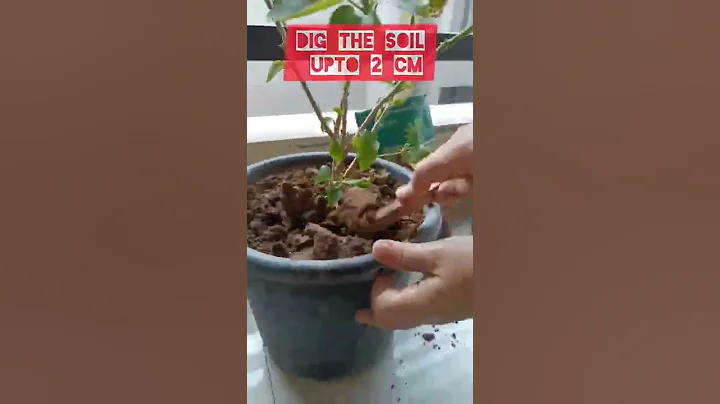 How to use vermicompost for potted plants@love fr gardening [Mom Tuber]