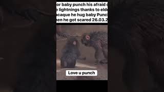 Kawawa Naman Baby Punchi Were Here For U Punchipunchi monkey macaque animallovers animals