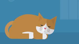Animated Sleeping Cat with Music