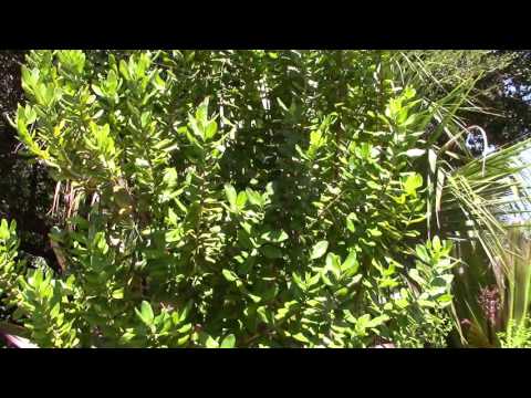 Video: Loj Hlob Laurel - Laurus Nobilis Hauv Chav