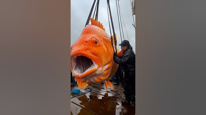 World's Biggest Fish Caught on Camera – You Won’t Believe Its Size!