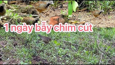 Một ngày bẫy chim cút trong rừng, bữa cơm rừng cùng ae