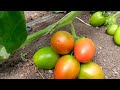Hordhac Beerashada Yaanyada Qaybta 1aad A Tomatoes Farming