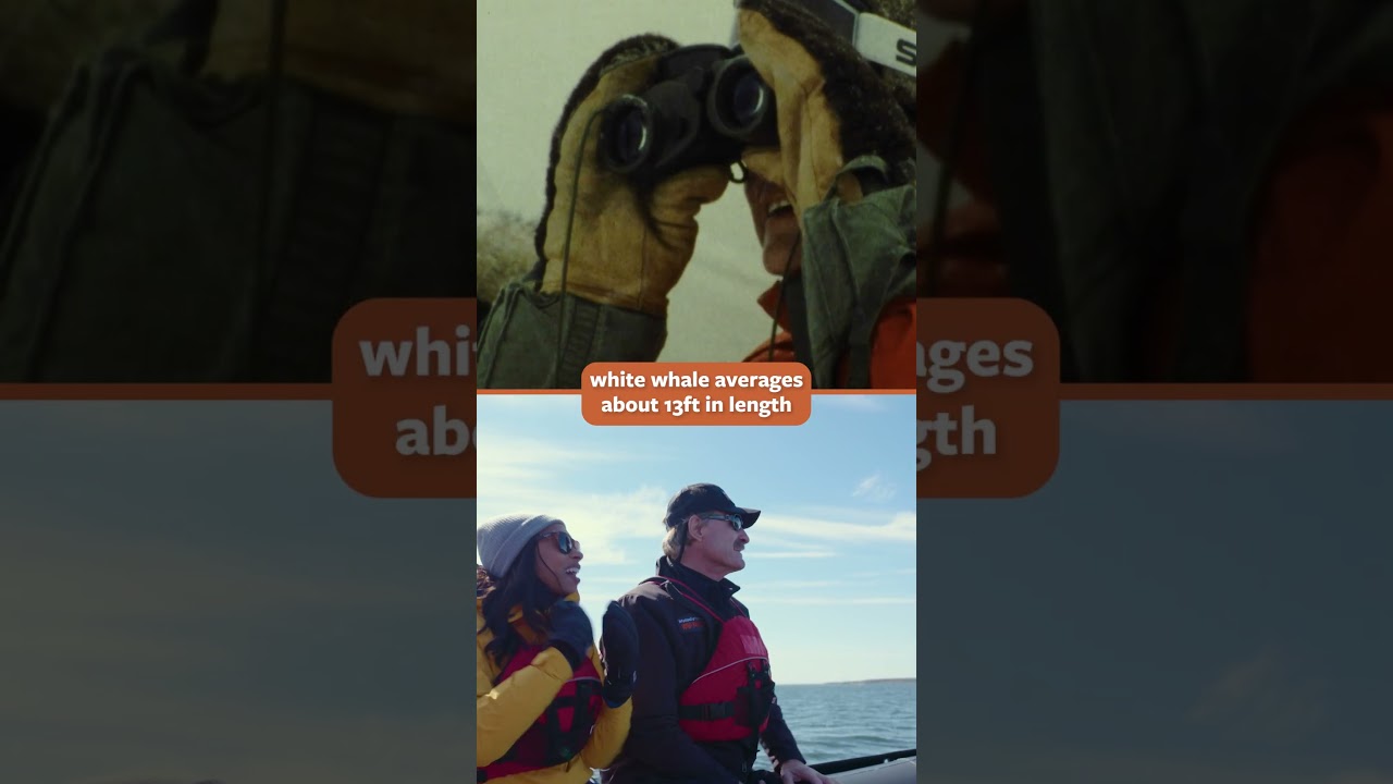 Jim Fowler Tracks Belugas