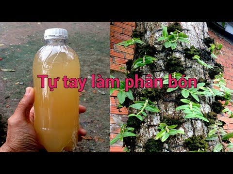 TỰ LÀM PHÂN BÓN CHO HOA LAN | How to make organic garden fertilizer | sổ tay hoa lan số 85 | Foci