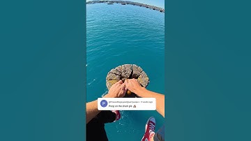 Give The Shark Poop 💩