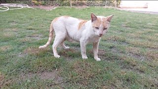 Feral Street Cat Visited Us For Food For The Last Time by pet is life 842 views 8 days ago 1 minute, 33 seconds