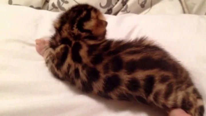 Watch the video about Pure Breed Bengal Male for Sale - Loki