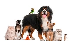 Animal Sounds for kids - 33 Real Animal Videos with Original Voice | English Class