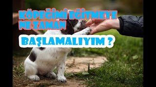 KÖPEĞİMİ EĞİTMEYE NE ZAMAN BAŞLAMALIYIM ? ( Yavru Köpek Eğitimi Ne Zaman Başlar ? )