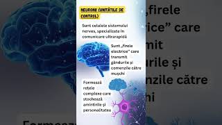 Neuronii – rețeaua de comunicare a organismului ClaritateMentala #sanatatementala