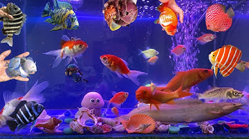 Tổng Hợp Video Động Vật Đầy Màu Sắc,Hoa,Cây,Cá Da Trơn,Cá Koi,Cá Cắt Kéo,Cá Cánh Buồm,Cá Lóc Bông