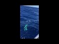 Fun day 20 miles out Gulf Stream .
