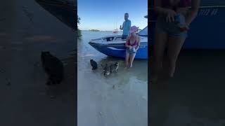 Raccoon Island!! 🤩🦝🏝️ #wildlife