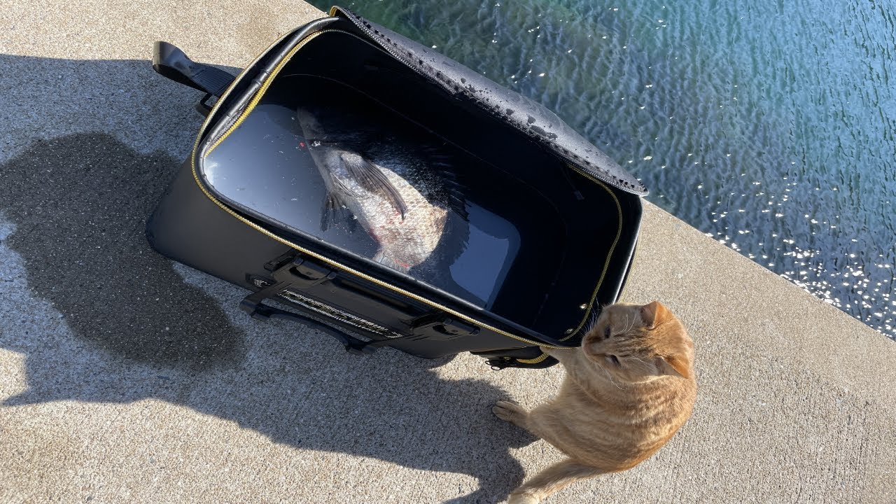 寒チヌ？のっこみ？】底の見える浅瀬の堤防で年無しが降臨しました