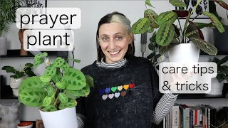 PRAYER PLANT CARE | Maranta Tips & Tricks