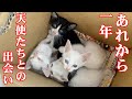 真夏の猛暑に小さな箱に入れ遺棄されていた4匹の子猫を保護して1年