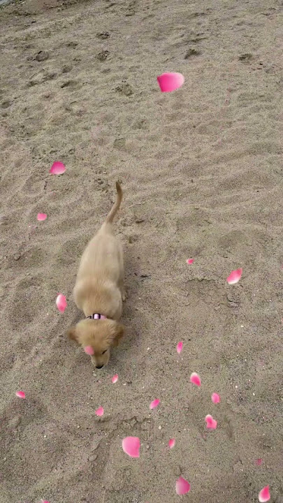 So cute#cutedog#edit