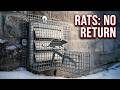 Rat Wall Vent Entry – Rat Exclusion and One Way Door (Cobourg)