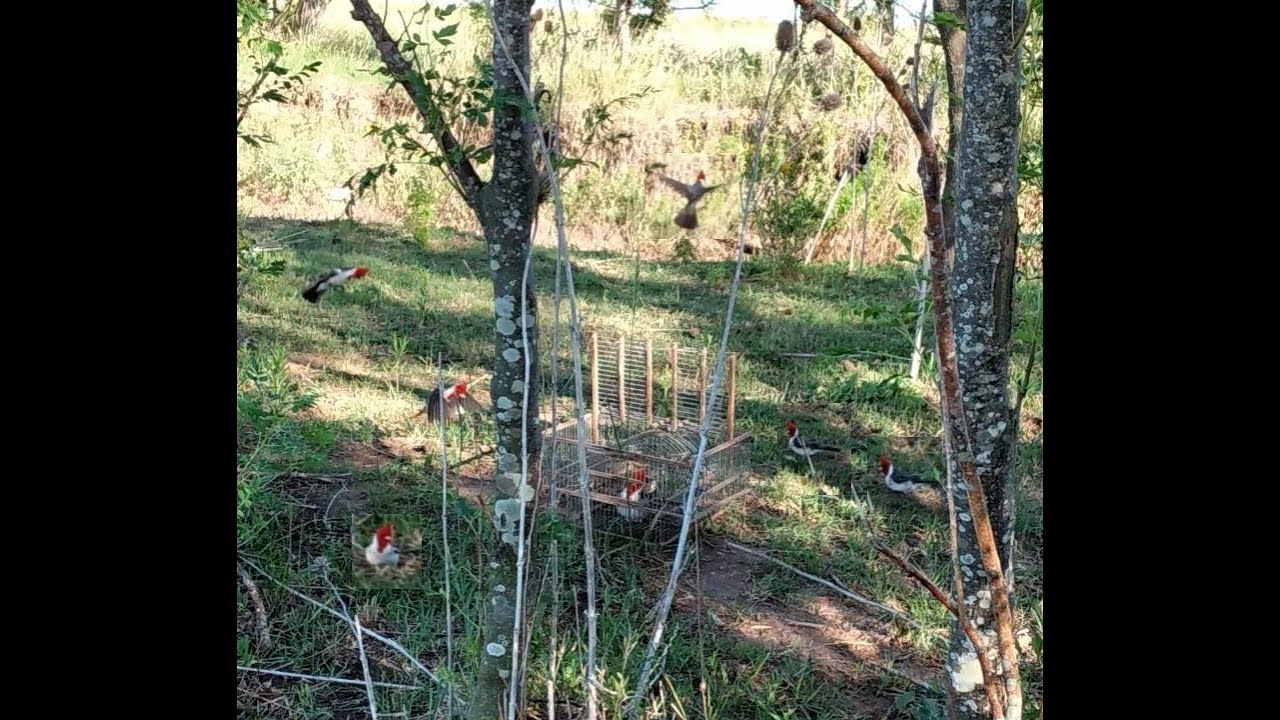 cazando cardenales! AUDIO PARA CARDENAL