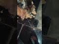 cute dog #cute #dog#doglover #puppy #labrador #shortvideo ##cute teddy bear pic