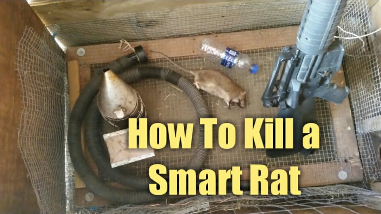 How to Kill Rats Without Harming Wildlife