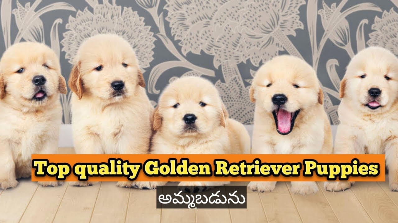 Top quality Golden Retriever Puppies for sale in Telugu9502887889